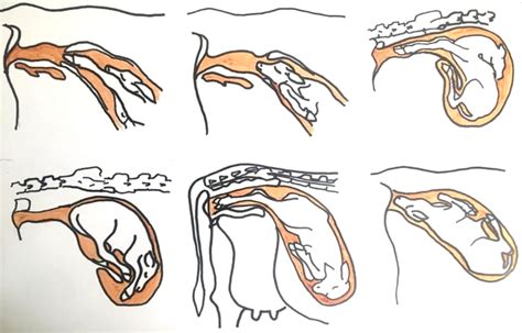 The Genesis of Jxjzeng Calves: Understanding the Anatomy