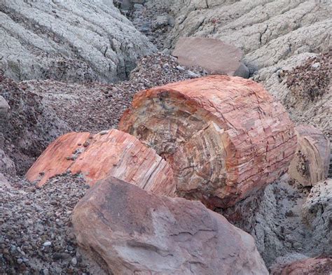 The Genesis of Petrified Wood: Ancient Roots in a Modern Masterpiece