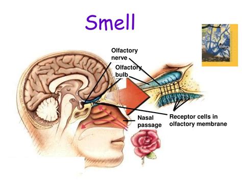 The Genesis of a Smelly Sensation