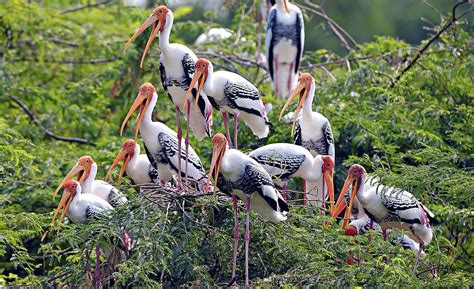 The Genesis of an Avian Sanctuary