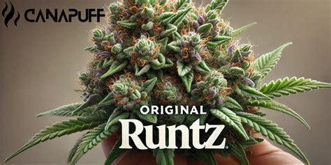 The Genesis of the Runtz Strain