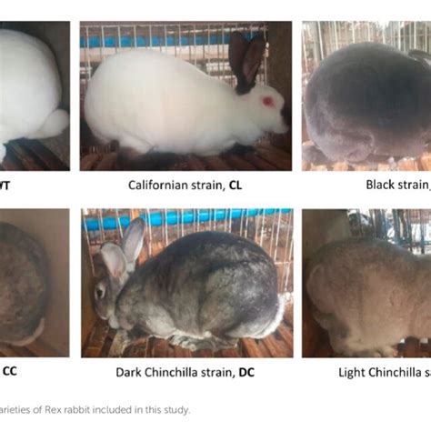 The Genetic Canvas: Understanding Rex Rabbit Colors