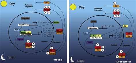 The Genetics of Circadian Rhythms Epub