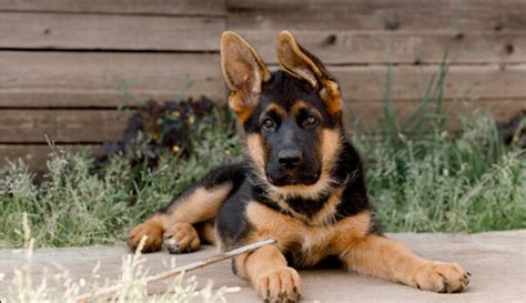 The German Shepherd Lab: A Comprehensive Guide