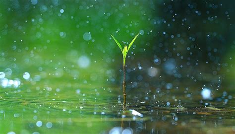 The Gift of Rain: A Vital Resource for Life on Earth