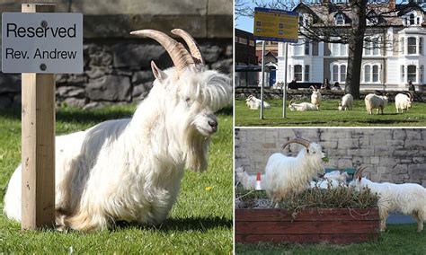 The Goat Gang: A Growing Menace in the Animal Kingdom