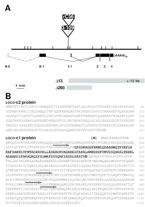 The Going Loco Gene