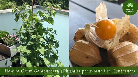 The Golden Berry: Unlocking the Hidden Treasures of Physalis Peruviana