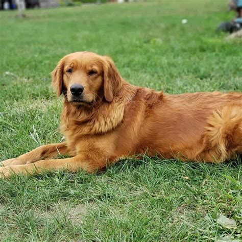 The Golden Standard: Unraveling the Enchanting Red Golden Retriever