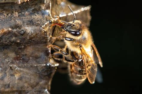 The Gothic Honey Bee: A Comprehensive Guide to Understanding and Preserving This Enigmatic Species