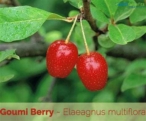 The Goumi Berry: A Culinary Treasure in Your Backyard