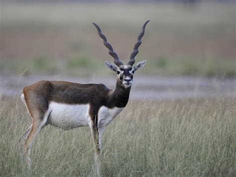 The Gracious Blackbuck: A Symbol of Indian Wildlife