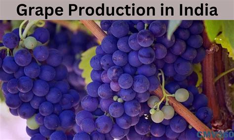 The Grape in India PDF