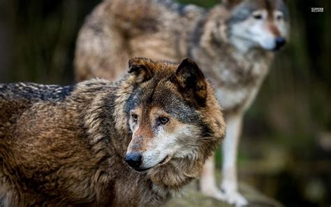 The Gray Wolf: A Majestic Predator in the Realm of Nature