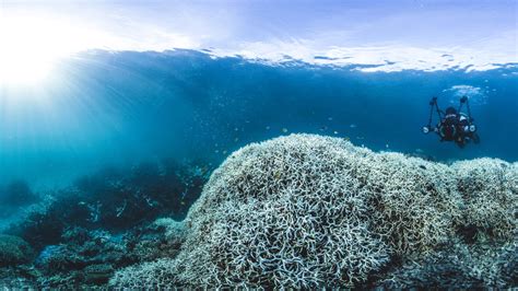 The Great Barrier Reef: A Natural Wonder Under Threat