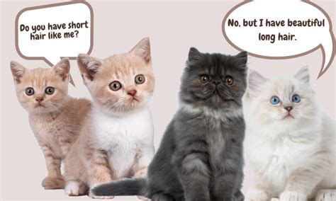 The Great Divide: Longhair vs. Shorthair Cats