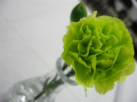 The Green Carnation Epub