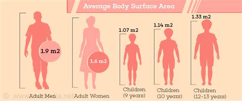 The Growth of the Surface Area of the Human Body Doc