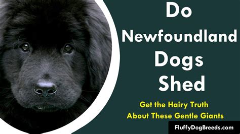 The Hairy Truth: Embracing Dogs That Shed the Most