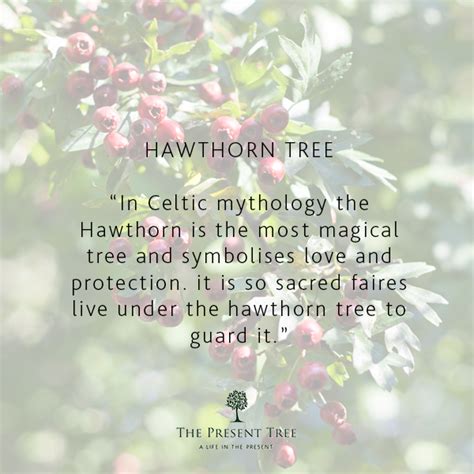 The Hawthorn: A Symbol of Hope, Healing, and Protection