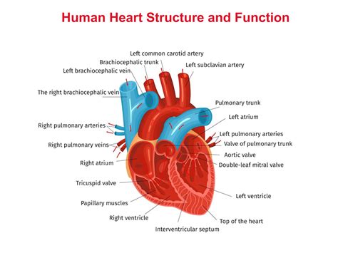 The Heart & Vascular Center: