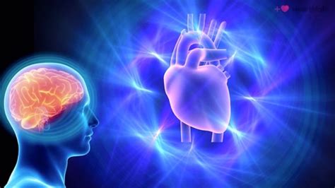 The Heart-Brain Relationship Doc