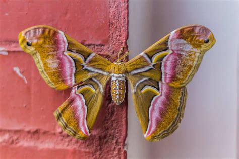 The Hidden Beauty of the Roxie Moth: A Comprehensive Exploration of Its Importance in Our Ecosystems