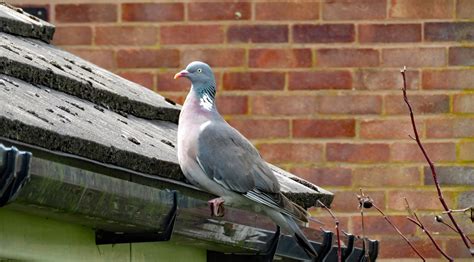 The Hidden Dangers of Bird Poop