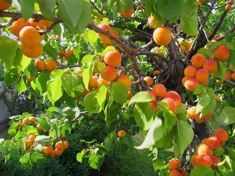 The Hidden Dangers of Red Apricot Trees: A Cautionary Tale for Businesses