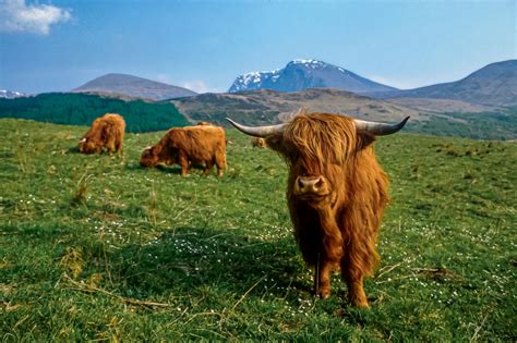 The Highland Cow: A Symbol of Scottish Heritage