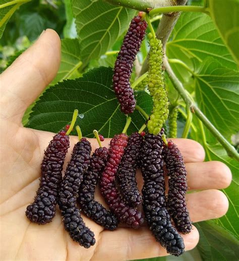 The Himalayan Mulberry Tree: A Multifaceted Wonder