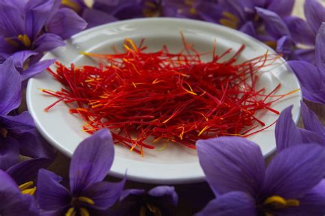 The History and Cultivation of Saffron