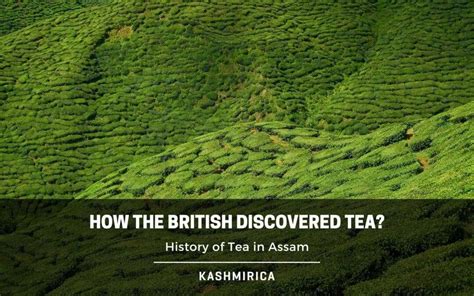 The History and Origin of Ranil Tea