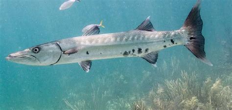 The History and Significance of the Barracuda