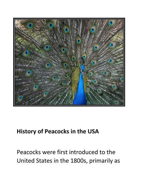 The History and Significance of the Peacock $20 Bill