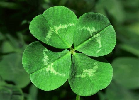 The History of Shamrocks