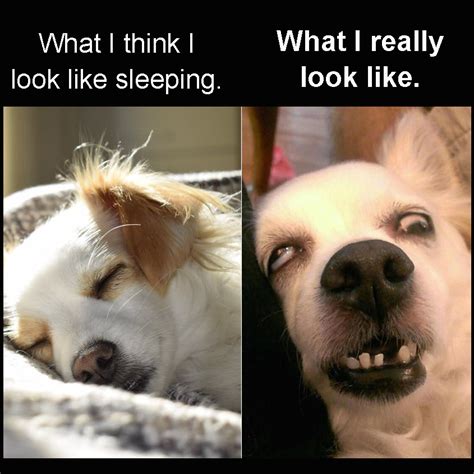 The History of the Sleeping Dog Meme