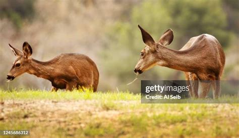 The Hollywood Reservoir Deer: A Step-by-Step Guide to Observance