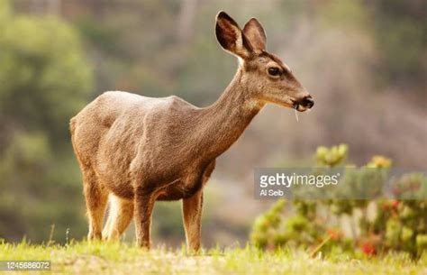 The Hollywood Reservoir Deer: An In-Depth Look into Their Unique Lifestyle