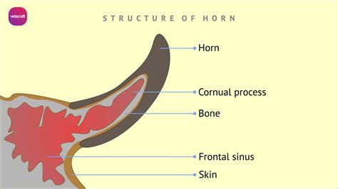 The Horns