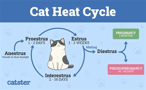 The Hot Cat: A Comprehensive Guide to Feline Heat Cycles