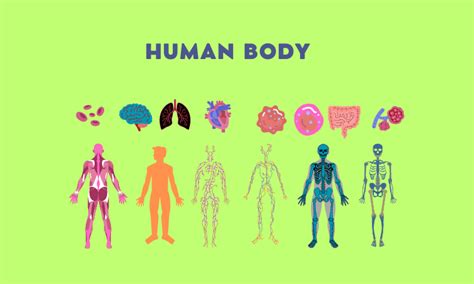 The Human Body: A Symphony of Complexity