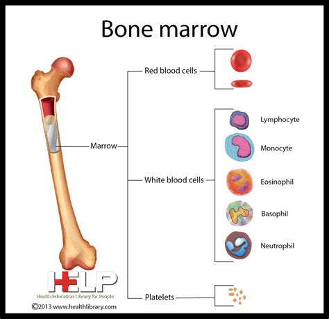 The Human Bone Marrow Anatomy, Physiology, and Pathophysiology Epub