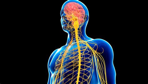 The Human Central Nervous System Proceedings of the Congress of Neurological Surgeons Epub