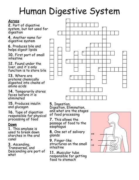 The Human Digestive System Crossword Puzzle Answer Key Reader