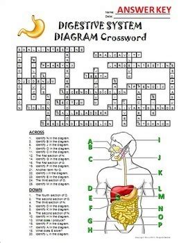 The Human Digestive System Crossword Puzzle Answer Key If8765 PDF