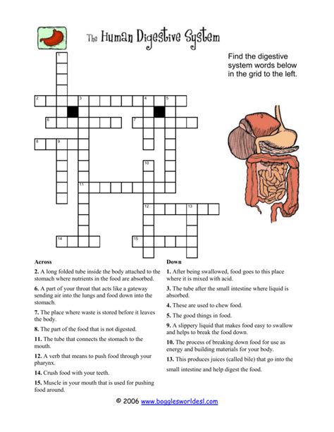 The Human Digestive System Worksheet Crossword Answers PDF