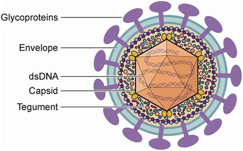 The Human Herpesviruses Epub
