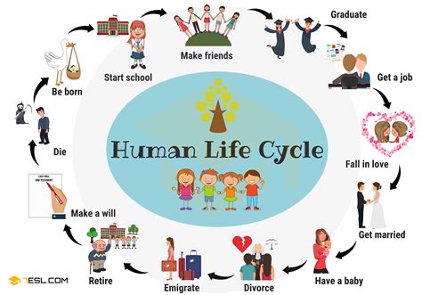 The Human Life Cycle Epub