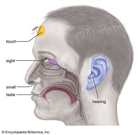 The Human Sense of Smell PDF